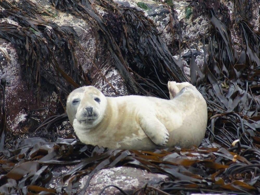 سيهاوسز Farne Island Rooms المظهر الخارجي الصورة