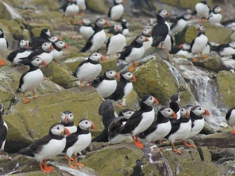 سيهاوسز Farne Island Rooms المظهر الخارجي الصورة